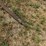 #26619-•-2002-shelbourne-reynolds-22'-stripper-header-w/-trailer-image-33