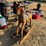 2213---teakwood-rocking-horse-image-2