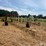 #26606-•-sitrex-columbia-tr1113-hay-rake-image-4