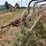 #26606-•-sitrex-columbia-tr1113-hay-rake-image-28