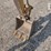 2012-caterpillar-300.9d-image-16