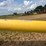 #26612-•-westfield-mk-13c-71-71'-grain-auger-image-11