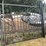 two-8-foot-gates-with-wildlife-scene-image-2