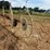 #26606-•-sitrex-columbia-tr1113-hay-rake-image-13