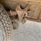 2006-international-durastar-4300-image-15