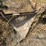 #26628-•-8'-levee-butt-blade-image-10