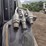 new-holland-c237-image-16
