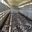 1981-wilson-livestock-trailer-image-20