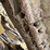 caterpillar-d5m-lgp-ii-image-32