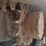 2017-takeuchi-tl12r2-image-22