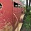 6ft-x-17ft-bumper-hitch-livestock-trailer-image-4