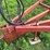 case-ih-5600-image-5
