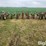 glencoe-8r30-row-crop-cultivator-image-2