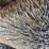 waldon-sweepmaster-ii-image-17
