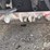2007-east-genesis-end-dump-trailer-(gp10963,-unit-98619)-image-30