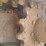 2020-takeuchi-tl8-image-21