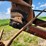 mccormick-international-2-pt-sickle-mower-image-15