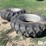 firestone-18.4-38-clamp-on-duals-image-3