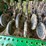 john-deere-bd1113-image-11