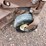 grasshopper-721d-image-9