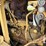 1971-caterpillar-627-image-56