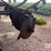 case-ih-npx5300-image-30