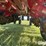 2013-case-ih-1250-image-18