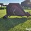 2000-bush-hog-2615l-image-4