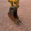 2020-caterpillar-303-image-36
