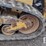 2012-caterpillar-259b3-image-32