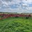 case-ih-4700-image-3