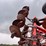 case-ih-npx5300-image-48