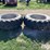 firestone-18.4-38-clamp-on-duals-image-4
