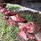 2014-case-ih-md92-image-5