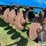 dmi-ecolo-tiger-5-shank-ripper-image-18