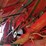 2002-case-ih-2388-image-35