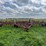 case-ih-5600-image-3