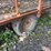 hay-wagon-image-12