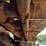 2004-caterpillar-d5g-xl-image-27