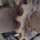 2018-takeuchi-tl8-image-29