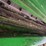 2011-john-deere-9770-sts-image-56