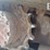 2017-takeuchi-tl12r2-image-30