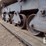 2015-morooka-mst800vd-image-17