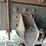 1999-peterbilt-385-image-41