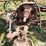 mccormick-international-2-pt-sickle-mower-image-13