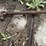 forage-king-spreader-3323-image-7