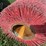 brush-image-2