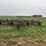 massey-ferguson-126-image-8