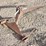 bale-spear-image-4
