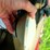 case-ih-mx255-image-20